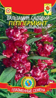 Бальзамин Пепперминт Плазма Ц