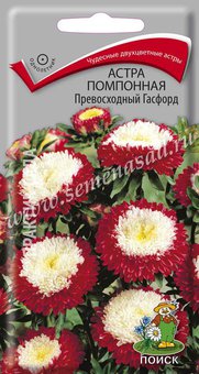 Астра помпонная "Поиск" Превосходный Гасфорд 0,3г