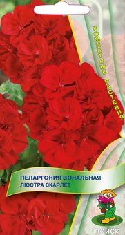 цПеларгония Люстра Скарлет 5шт 
