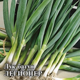Лук батун Легионер Гавриш Ц