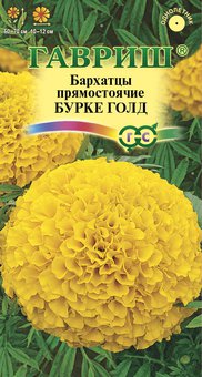 Бархатцы Бурке Гольд Гавриш Ц