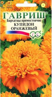 Бархатцы Купидон оранжевый пр. Гавриш Ц
