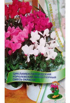 цЦикламен Королевский персидский миниатюрный смесь 