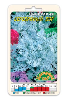 Цветы Цинерария Серебряный Бор (Семена Цветущий сад 0,1 г)
