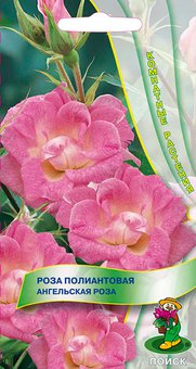 Роза полиантовая Ангельская роза, 5 шт.