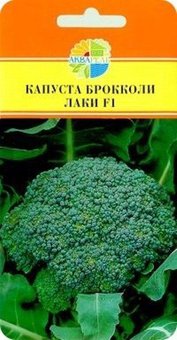 Капуста брокколи Лаки Маринда/Акварель Ц
