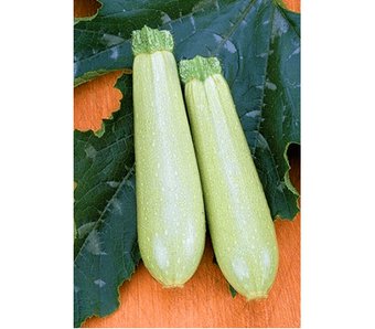 Кабачок Искандер (1000шт) Маринда/Seminis