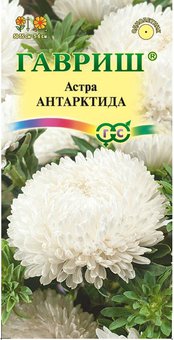 Семена Астра Антарктида, 0,3г, Гавриш