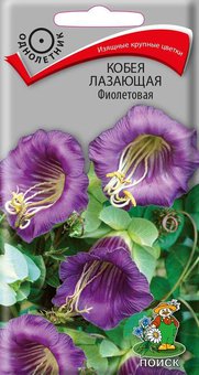 Кобея Фиолетовая Поиск Ц