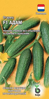 Семена Огурец Адам F1, 5шт, Гавриш, Ведущие мировые производители, Bejo