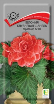 Семена бегонии Шанель Кораллово-Белая