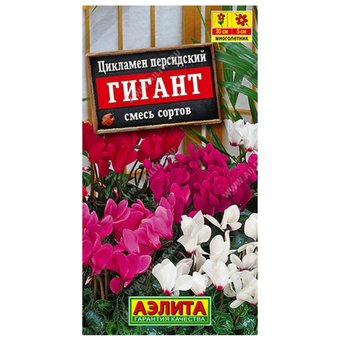 Цикламен Персидский Гигантская смесь окрасок