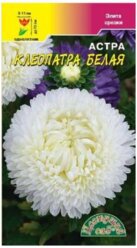 Астра Клеопатра белая