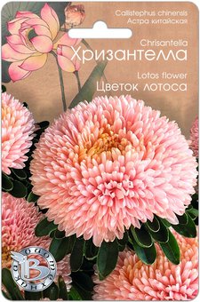 Астра Хризантелла Цветок лотоса Биотехника Ц