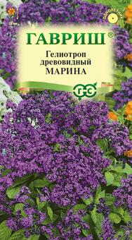 Гелиотроп Марина древовидный Гавриш Ц