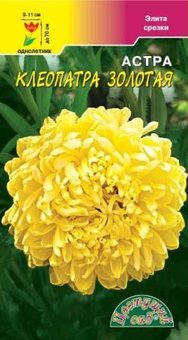 Астра Клеопатра золотая