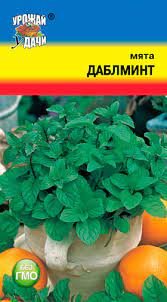 Мята Даблминт Урожай у дачи Ц