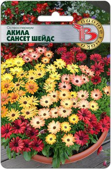цОстеоспермум Акила Сансет Шейдс 5шт 