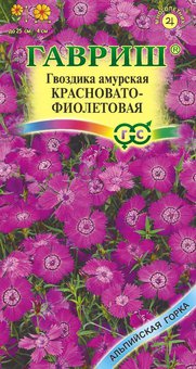 Гвоздика амурская Красновато-фиолетовая Гавриш Ц
