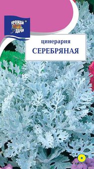 цЦинерария Серебряная (паутинка)