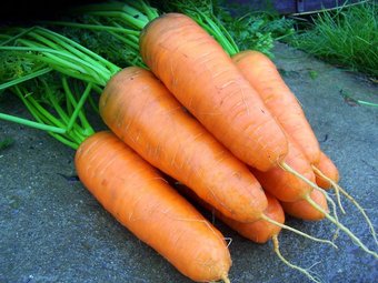 Морковь Шантанэ 5 гр. Поиск