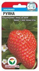 Руяна 10шт земляника (Сиб Сад)