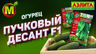 Огурец Пучковый десант Аэлита Ц